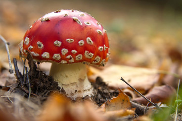 Wild amanita muscaria mushroom close up