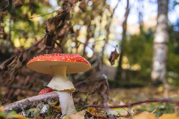 Fly agaric or amanita muscaria mushroom