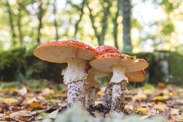 A family of amanita muscaria mushrooms growing wild in autumn