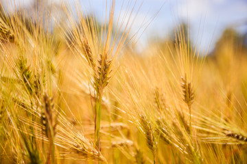 Agriculture field: Ripe ears of wheat, harvest
