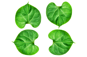 The young peepul leafs with the white background and clipping path