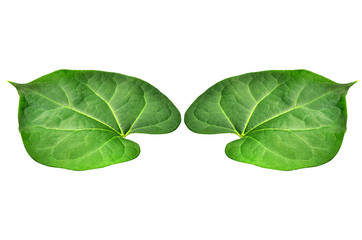 Fototapeta premium The young peepul leafs with the white background and clipping path