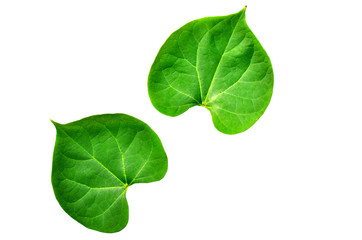 The young peepul leafs with the white background and clipping path