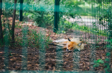Wildlife protection. Fox sleeps in a zoo behind bars. Animals in captivity.