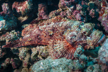 Stone fish (Synanceia verrucosa) of Rangiroa atoll, french Polynesia.