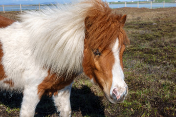 Shetlandpony