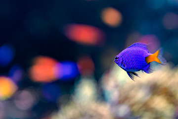 シリキルリスズメダイ