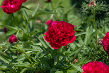 flowers in the garden