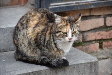 Obraz premium Mixed-Color Tabby on Doorstep, Tbilisi, Georgia