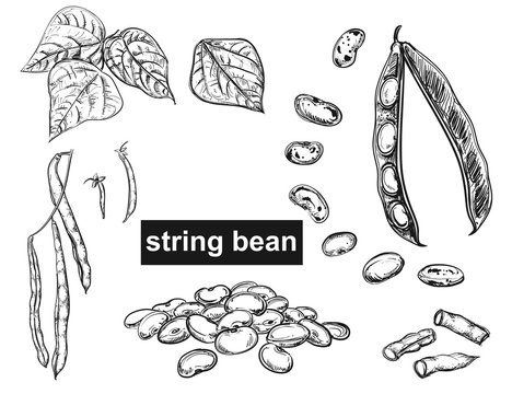 Detailed Hand Drawn Ink Black And White Illustration Set Of String Bean, Leaf. Sketch. Vector Eps 8