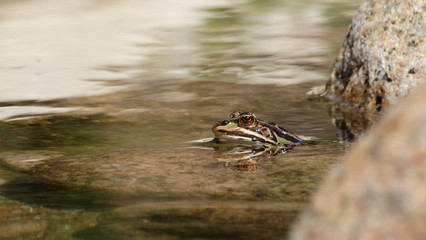 grenouille dans l'eau claire