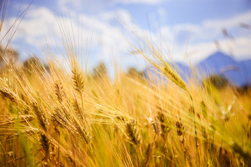 Obraz premium Agriculture field: Ripe ears of wheat, harvest