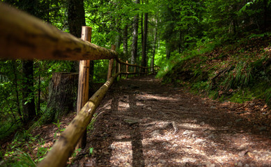 path in the forest