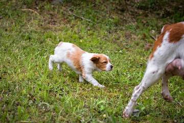 Naklejka na ściany i meble cute and curious brown and white brittany spaniel baby dog, puppy portrait running and exploring