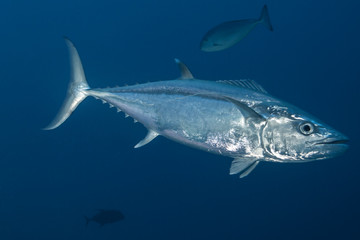 Tuna fish of Rangiroa atoll, French Polynesia.