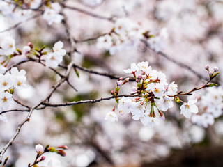 Cherry blossom ,Springtime