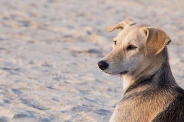Wild dogs on the north goa beach