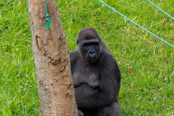 Gorillas enjoying and playing inside their enclosure