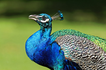 Naklejka premium Peackok Portrait