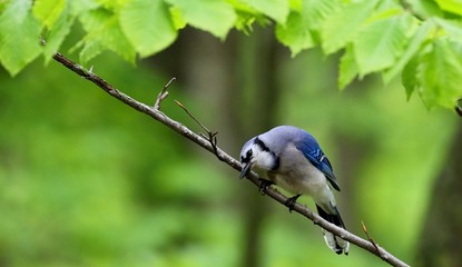 Blue jay (Cyanocitta cristata) in the city  park