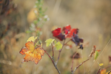 Autumn vineyard. Nature blurred backdrop. Shallow depth of field. Toned image. Copy space. Art photography.