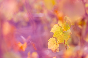 Nature blurred colorful background. Shallow depth of field. Toned image. Copy space. Art photography.