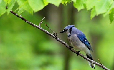 Blue jay (Cyanocitta cristata) in the city  park