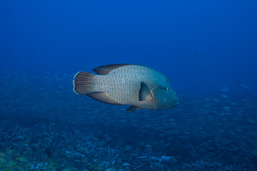 Naklejka na ściany i meble Napoleon fish (Cheilinus undulatus) of Rangiroa atoll, French Polynesia.
