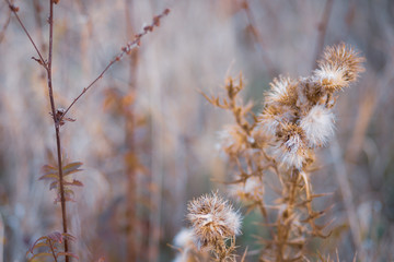 Dry spiny flowers in a field in autumn.  Nature blurred background. Thistle. Shallow depth of field. Toned image. Copy space.