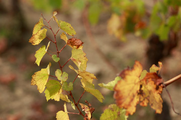 Vineyard in autumn. Dry grass and yellow leaves. Nature blurred background. Shallow depth of field. Toned image. Copy space.