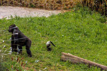 Gorillas enjoying and playing inside their enclosure
