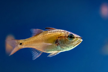 Naklejka premium ネンブツダイ