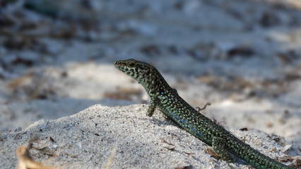 lézard sur du sable tête relevé