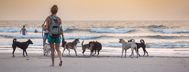 Wild dogs on the north goa beach