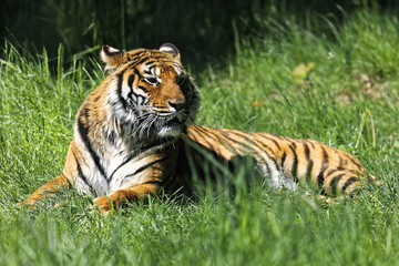 A tiger  at rest in grass