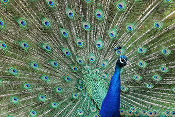 Obraz premium A peacock parading