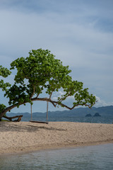 tree on the beach