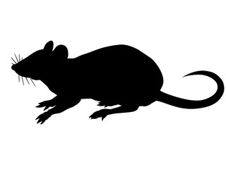 Silhouette of the rat isolated on white background.
