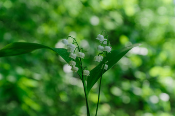 lily of the falley. Blooming forest spring flowers	