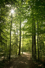 Impressive trees in the forest. Fresh green leaves and sunshine, springtime. Bottom view.