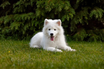 White puppy samoyed husky