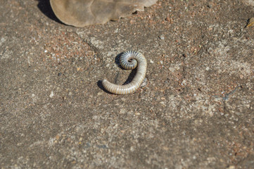 white worm forming number 9 nine on the ground, curiosity double meaning, coincidences of nature