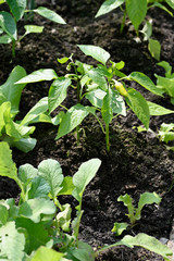 Small green pepper growing on a plant.