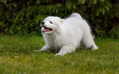 White puppy samoyed husky