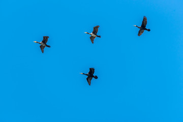 Flock of Cormorants Flying in Formation in a Clear Blue Sky