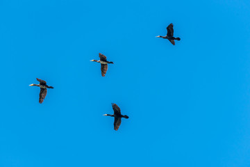 Flock of Cormorants Flying in Formation in a Clear Blue Sky