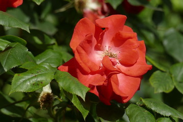 Rote Rose