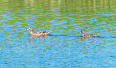 Mallard Duck and Ducklings Swimming on a Lake at a Wetlands