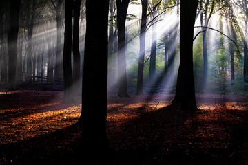 Sunrays in the forest during fall