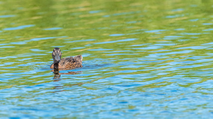 Mallard Duck and Ducklings Swimming on a Lake at a Wetlands